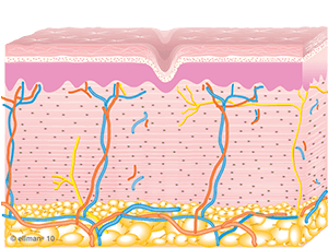 Collagen Remodeling Occurs | TempSure Envi